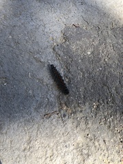 Nymphalis antiopa