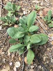 Eurybia radulina