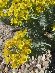 Euphorbia rigida