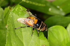 Palpada