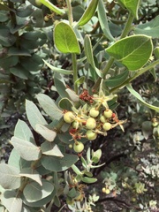 Arctostaphylos hooveri