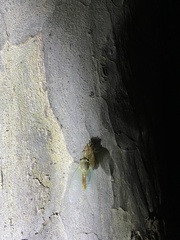 Leptosemia takanonis