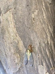 Leptosemia takanonis