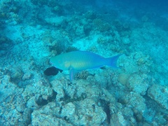 Chlorurus strongylocephalus