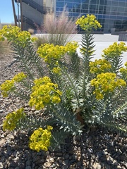 Euphorbia rigida