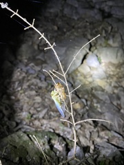 Leptosemia takanonis