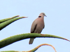 Streptopelia capicola