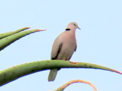 Streptopelia capicola