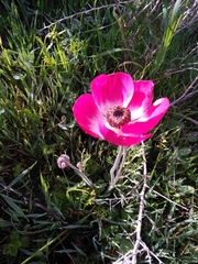 Anemone coronaria