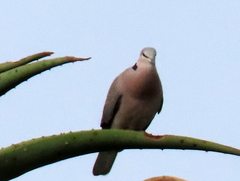 Streptopelia capicola