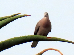 Streptopelia capicola
