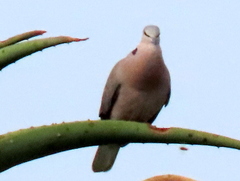 Streptopelia capicola