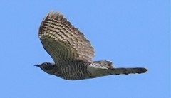 Hierococcyx sparverioides