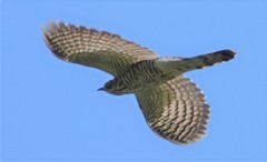 Hierococcyx sparverioides