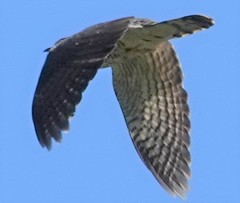 Hierococcyx sparverioides