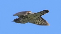 Hierococcyx sparverioides