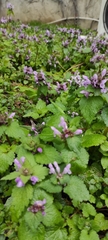 Lamium purpureum