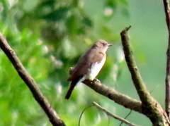 Prodotiscus regulus regulus
