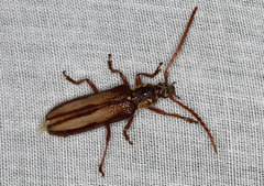 Piesarthrius marginellus