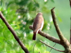Prodotiscus regulus regulus