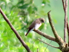 Prodotiscus regulus regulus