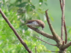 Prodotiscus regulus regulus