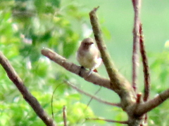 Prodotiscus regulus regulus