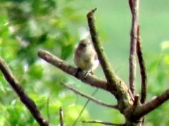 Prodotiscus regulus regulus