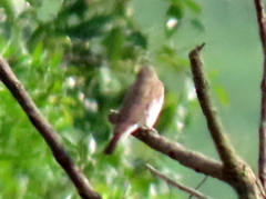 Prodotiscus regulus regulus