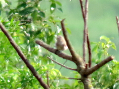Prodotiscus regulus regulus