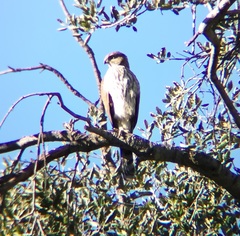 Accipiter cooperii