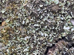 Cladonia asahinae