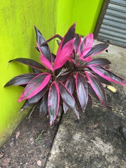 Cordyline fruticosa