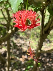 Hibiscus schizopetalus