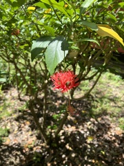 Hibiscus schizopetalus