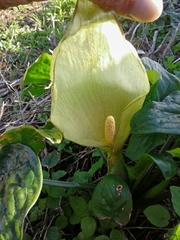 Arum italicum italicum