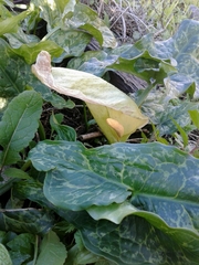 Arum italicum italicum