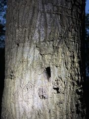 Yezoterpnosia obscura