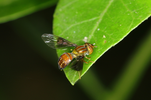 Hybobathus pennatus