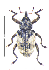Cryptorhynchus fuscatus