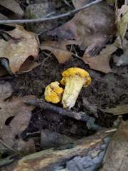 Cantharellus flavus
