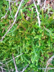 Selaginella denticulata