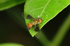 Hybobathus pennatus
