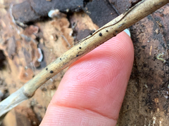 Dinemasporium strigosum