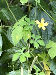 Momordica charantia