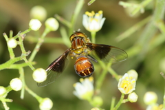 Hybobathus pennatus