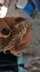 Phrynosoma cerroense