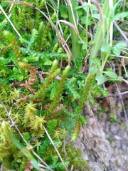 Selaginella denticulata