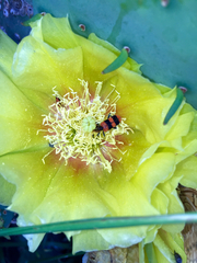 Trichodes bibalteatus