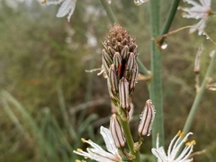 Dionconotus neglectus